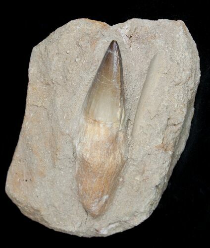 Giant Rooted Mosasaur Tooth in Matrix #1758